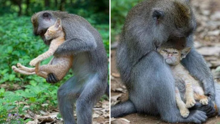 Monkey Hugs And Cuddles A Tiny Kitten Like It’s Her Own Baby
