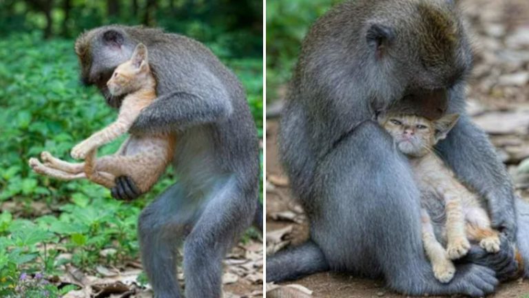 a monkey hugs a little kitten