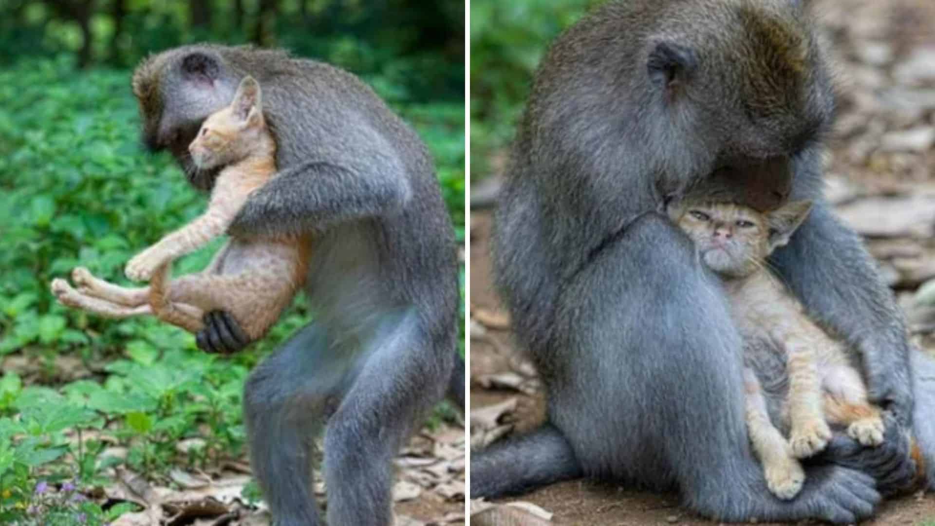 a monkey hugs a little kitten