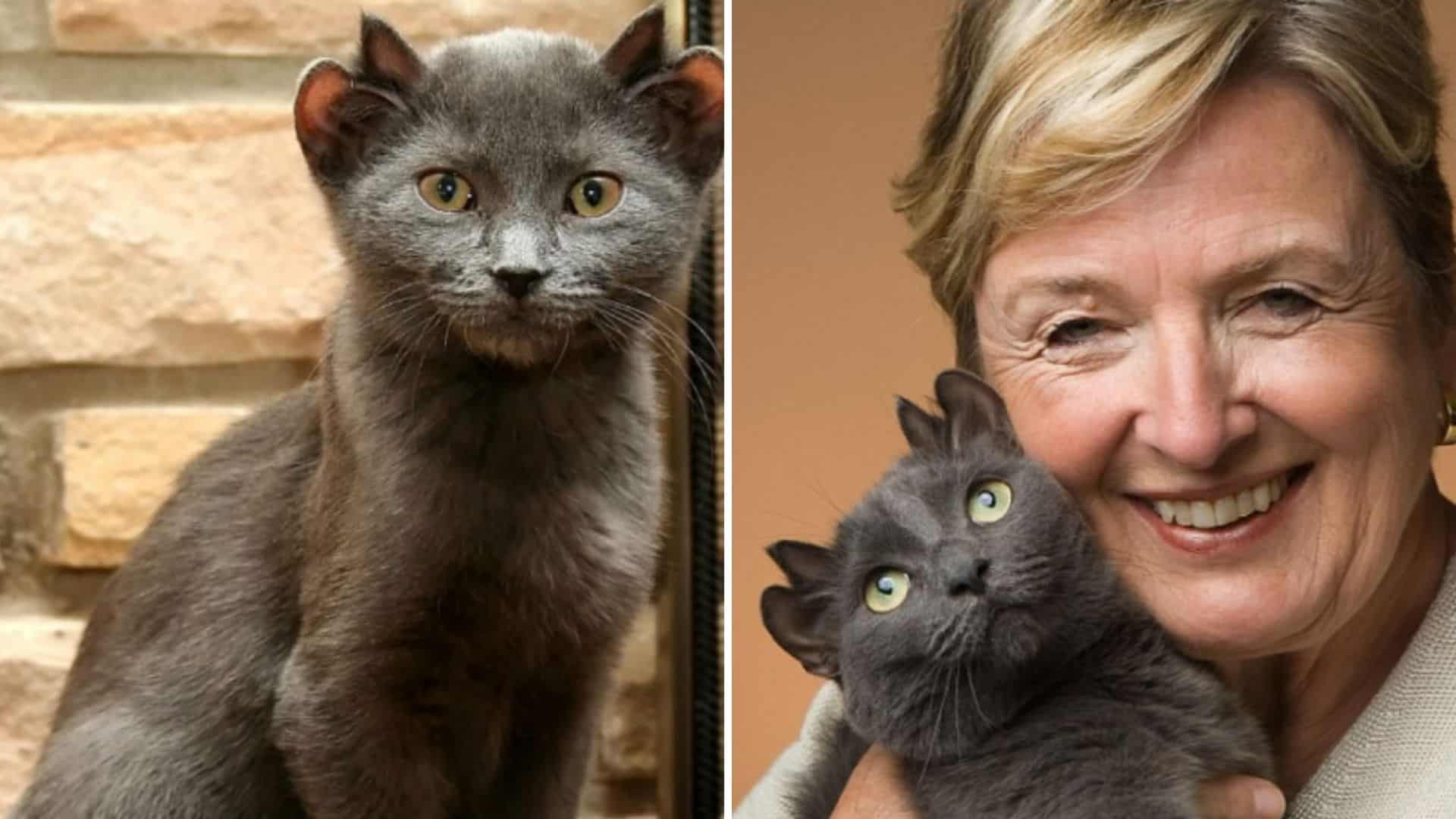 photo of a cat with four ears and her owner