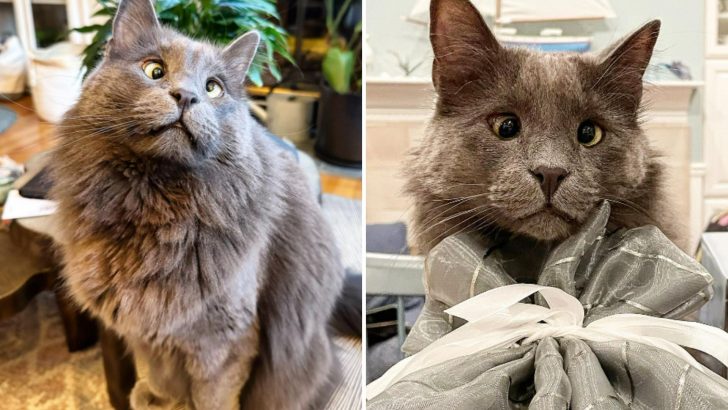 This Gorgeous Cross-Eyed Cat From San Francisco Traded Shelter Life For A Loving Forever Home