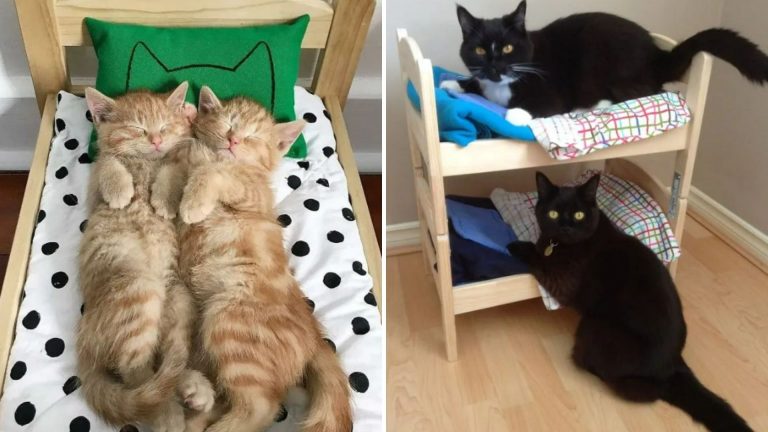 cats using ikea doll beds