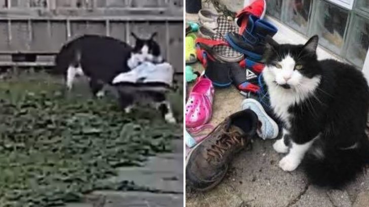 Shoe Thief Kitty, A Woman Discovers Her Cat Has Been Stealing Shoes Around The Neighborhood