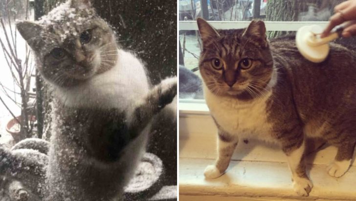 Stray Cat Appears At Window During Snow Storm Asking To Be Let In