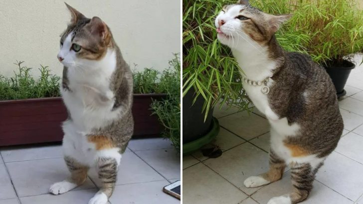 This Cat’s Amazing Comeback After Losing Front Legs Is Beyond Inspiring
