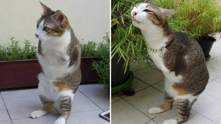 cat with no front legs