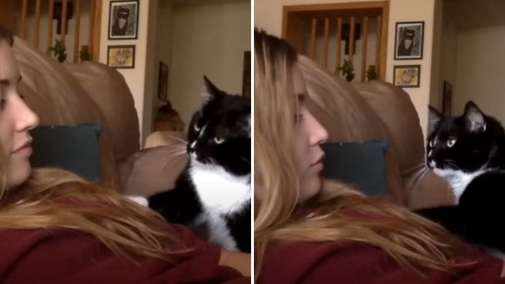 This Cute Video Of A Tuxedo Cat Politely Requesting Pets Will Brighten Your Day