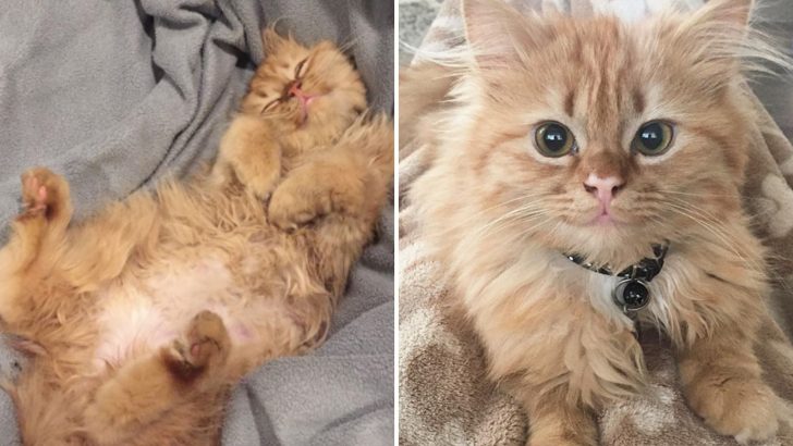 This Cute Little Kitty Just Can’t Stop Smiling After Being Adopted
