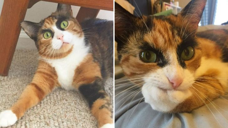 With Her Unique Eyebrows, This Calico Cat’s Gaze Will Surely Mesmerize You