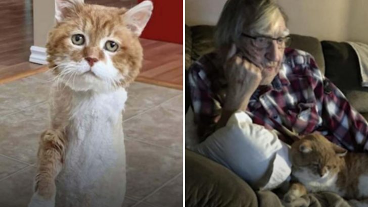 Three-Legged Stray Cat Spent 9 Winters Outdoors And Now He Has His Own Fireplace