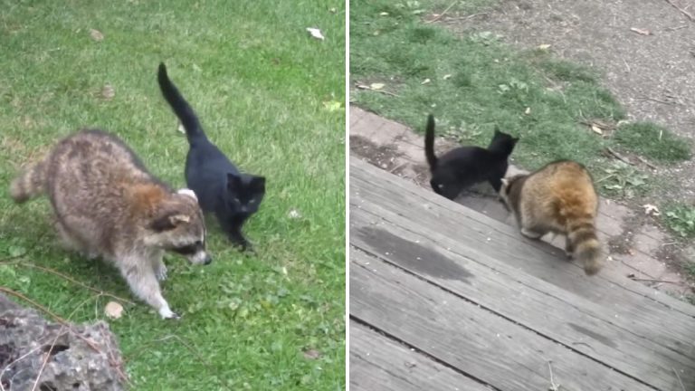 two kittens saved by a blind raccoon