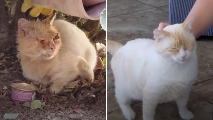 Scruffy Feral Cat Gets Rescued In The Nick Of Time And His Transformation Is Amazing