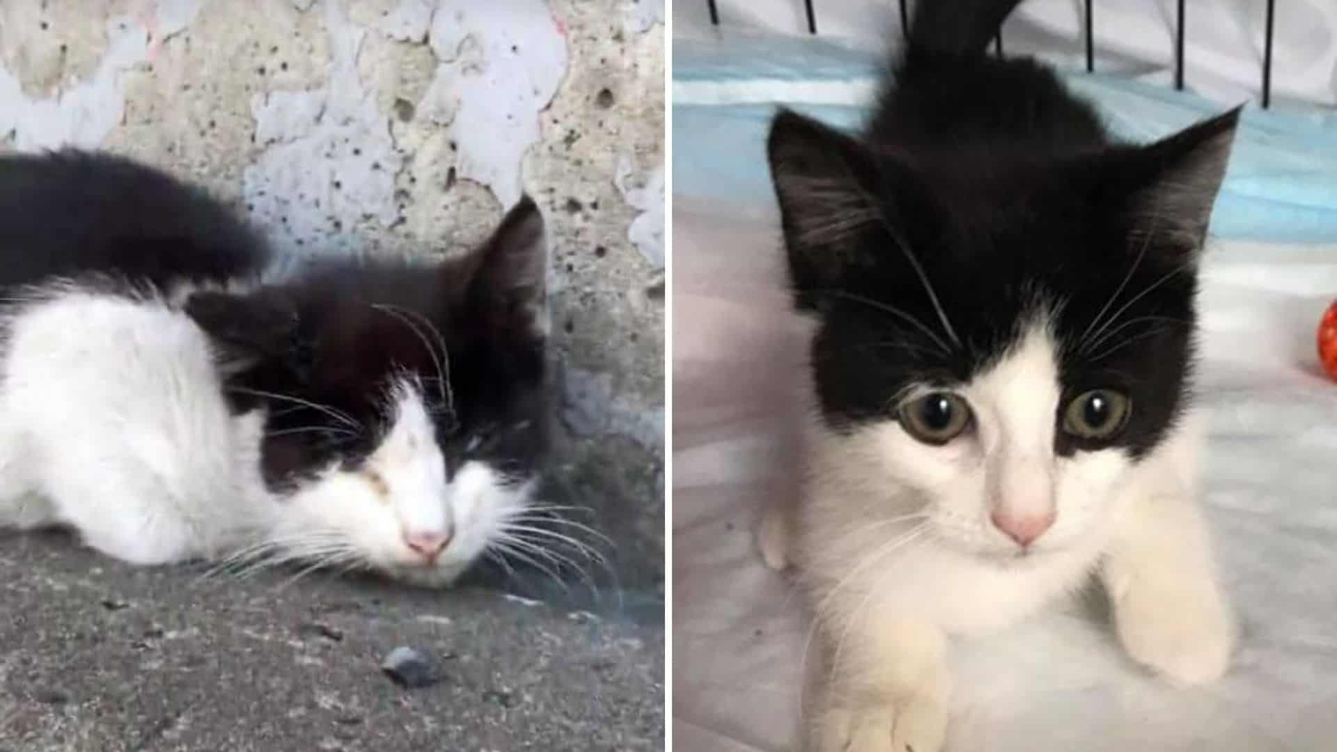 two kittens in desperate need of help