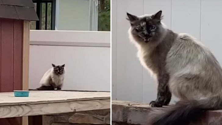 The Reason This Woman Cried When She Touched A Stray Cat’s Tail Will Move You To Tears