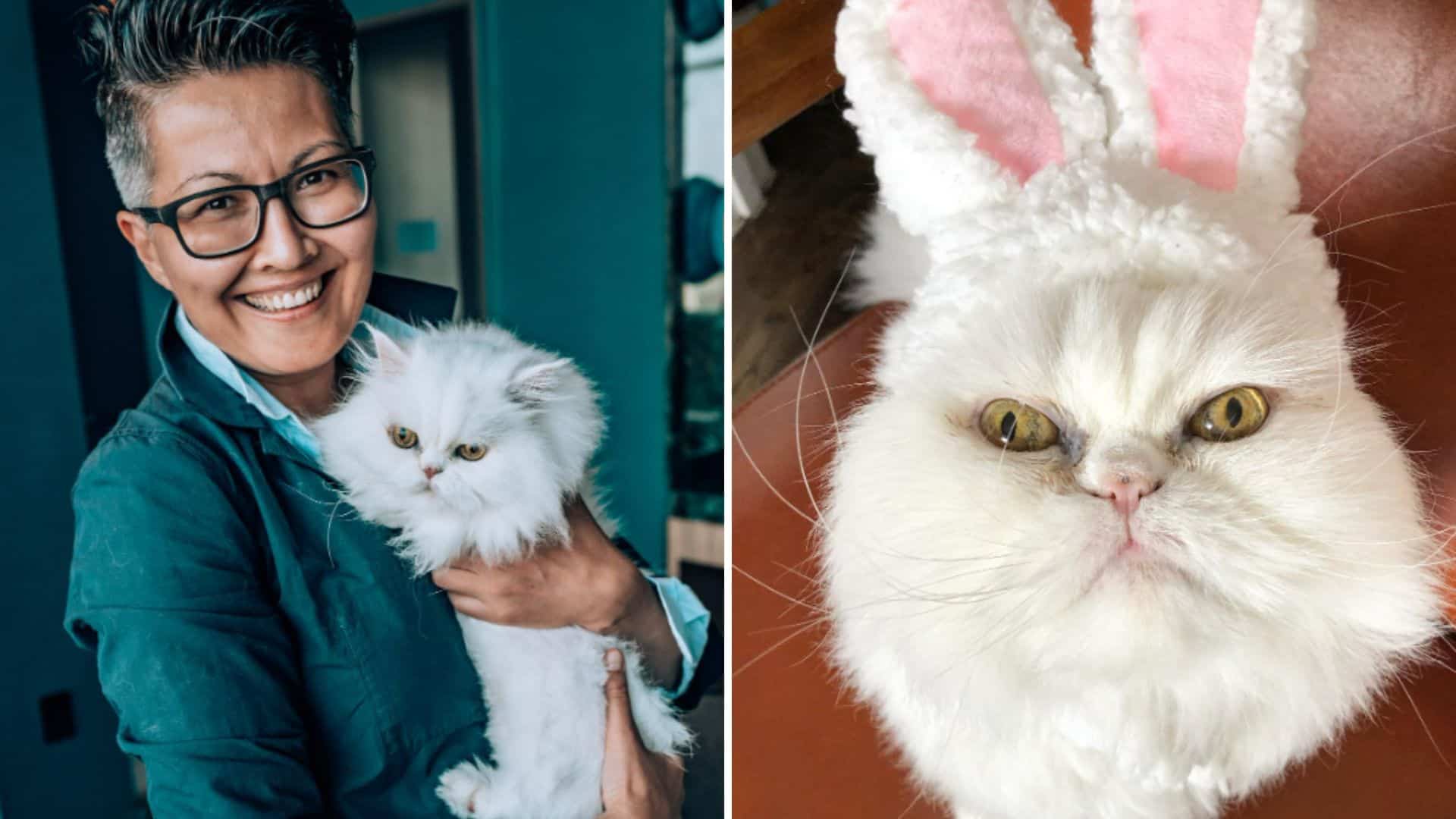 a woman adopted an older cat