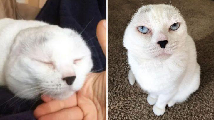 No One Ever Wanted To Adopt This Earless Cat Until A Woman Came Along