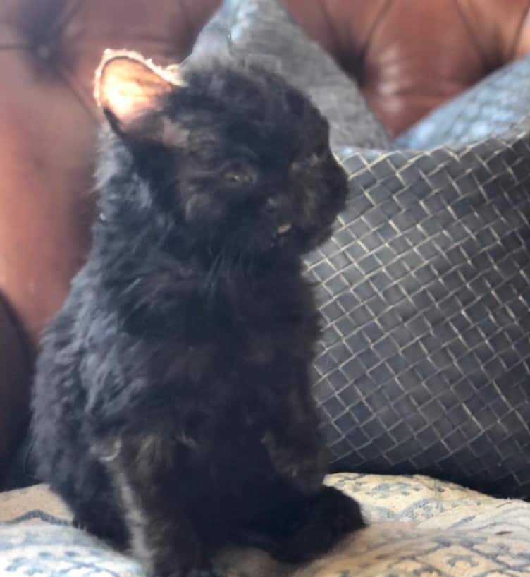 a black found kitten with two faces is sitting on the couch
