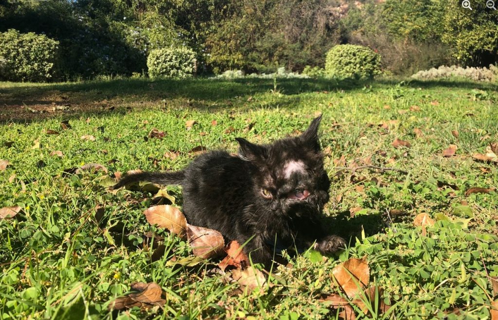 a black kitten with two faces lies in the grass