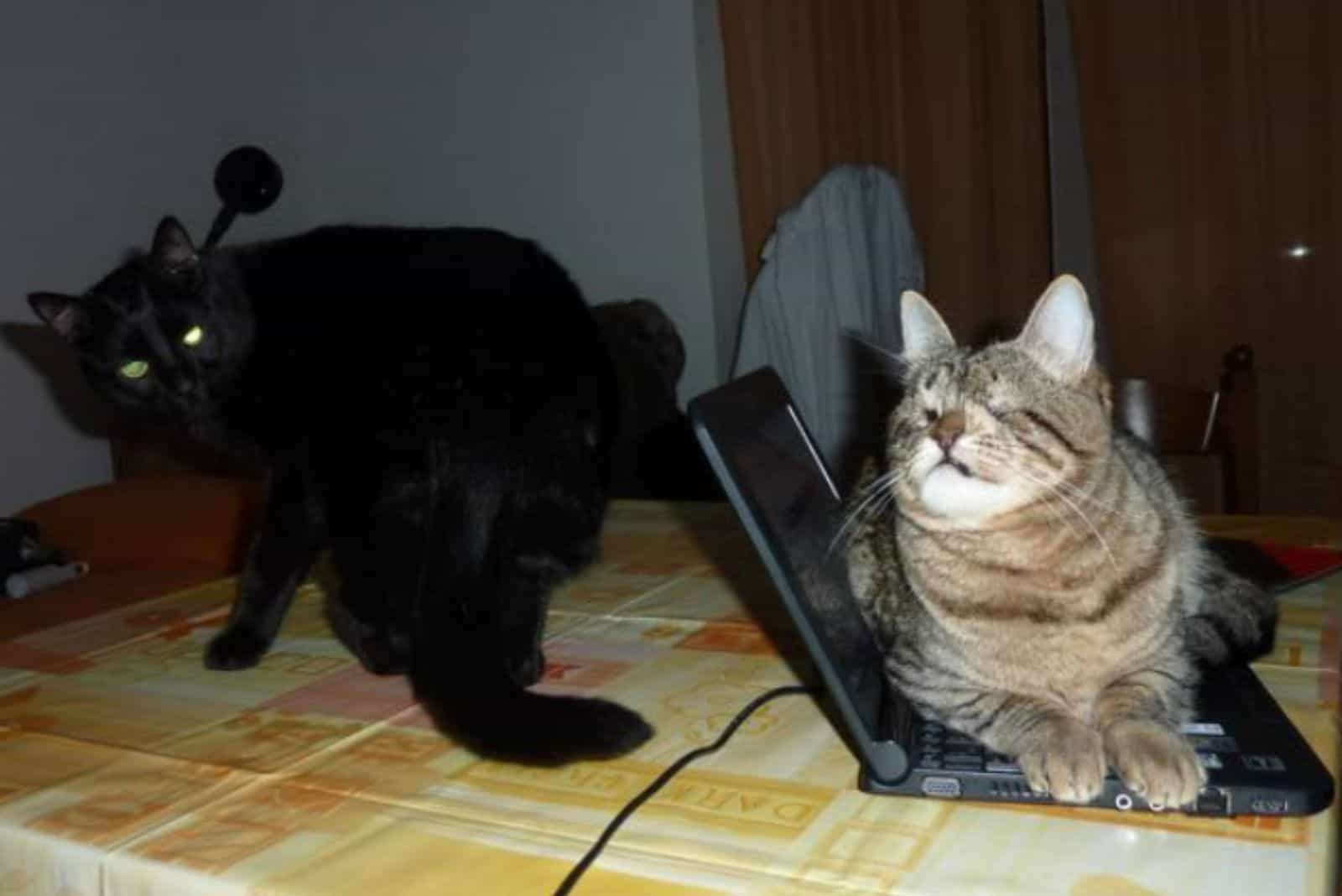 a blind cat is lying on a laptop, a black cat is watching it