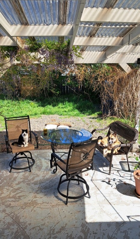 a cat and a dog are sitting at the table on chairs