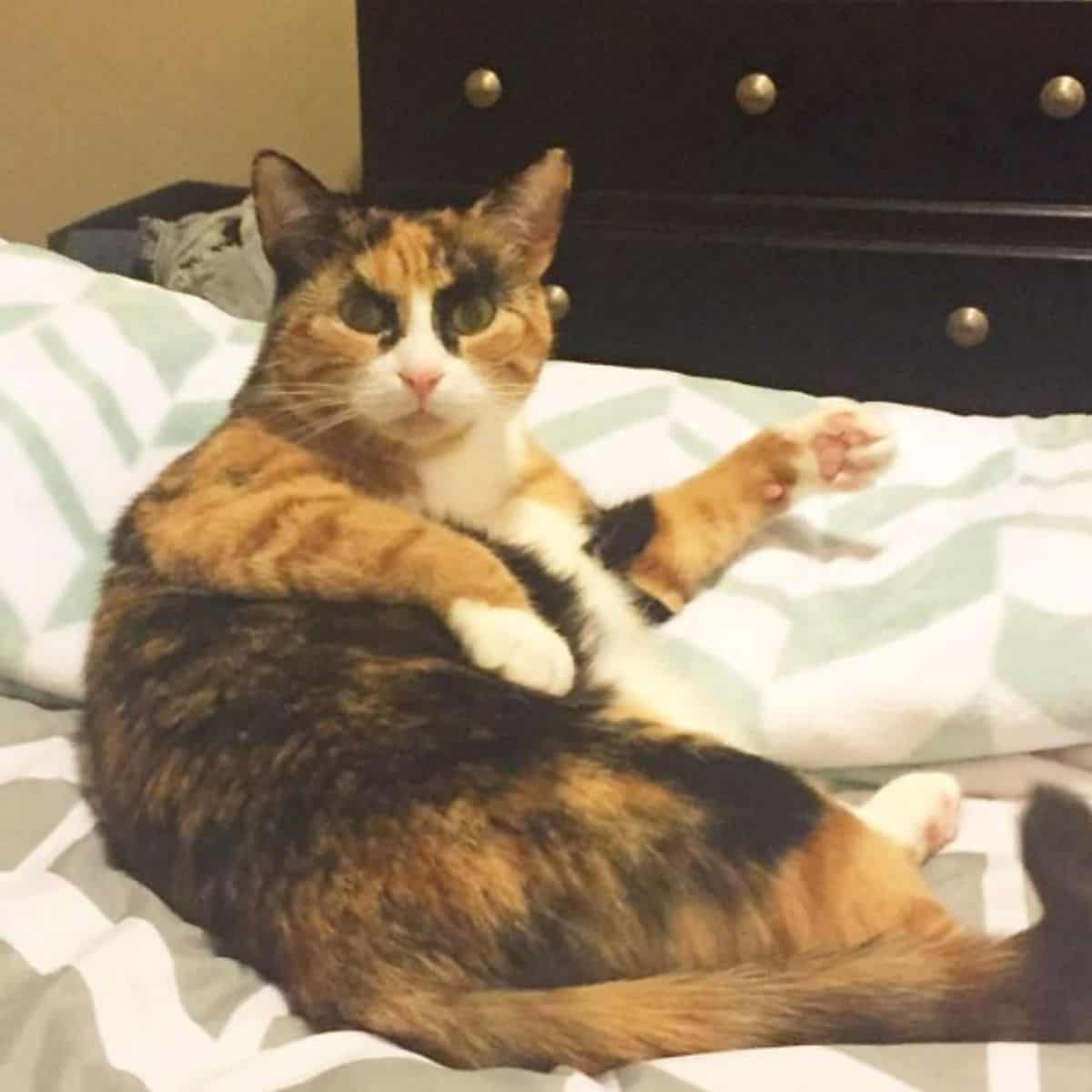 a cat with the most unusual eyebrows is lying on the bed