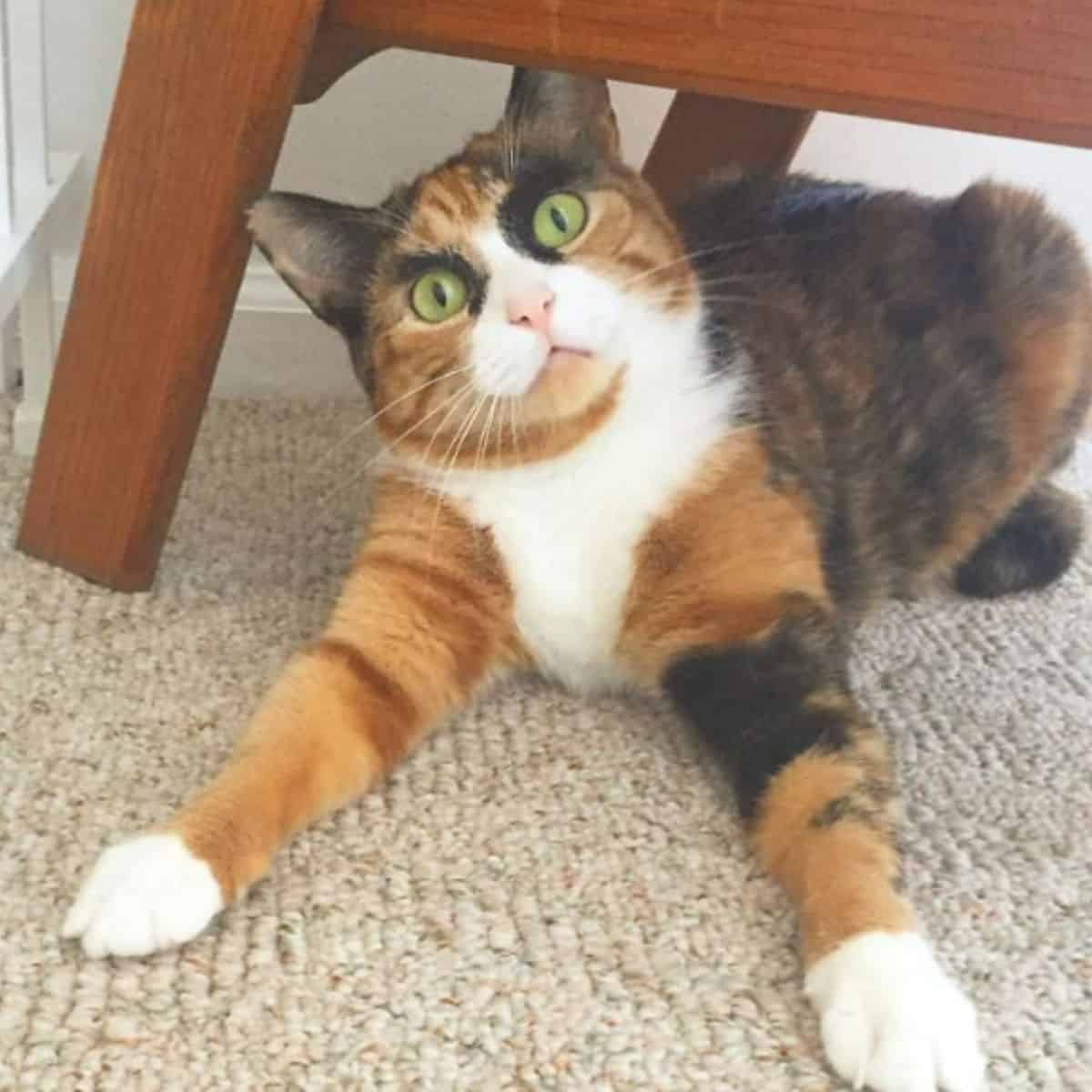 a cat with the most unusual eyebrows sits under the table and looks at the camera