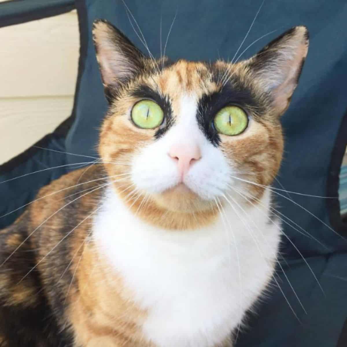 a cat with the most unusual eyebrows surprisingly looks at the camera