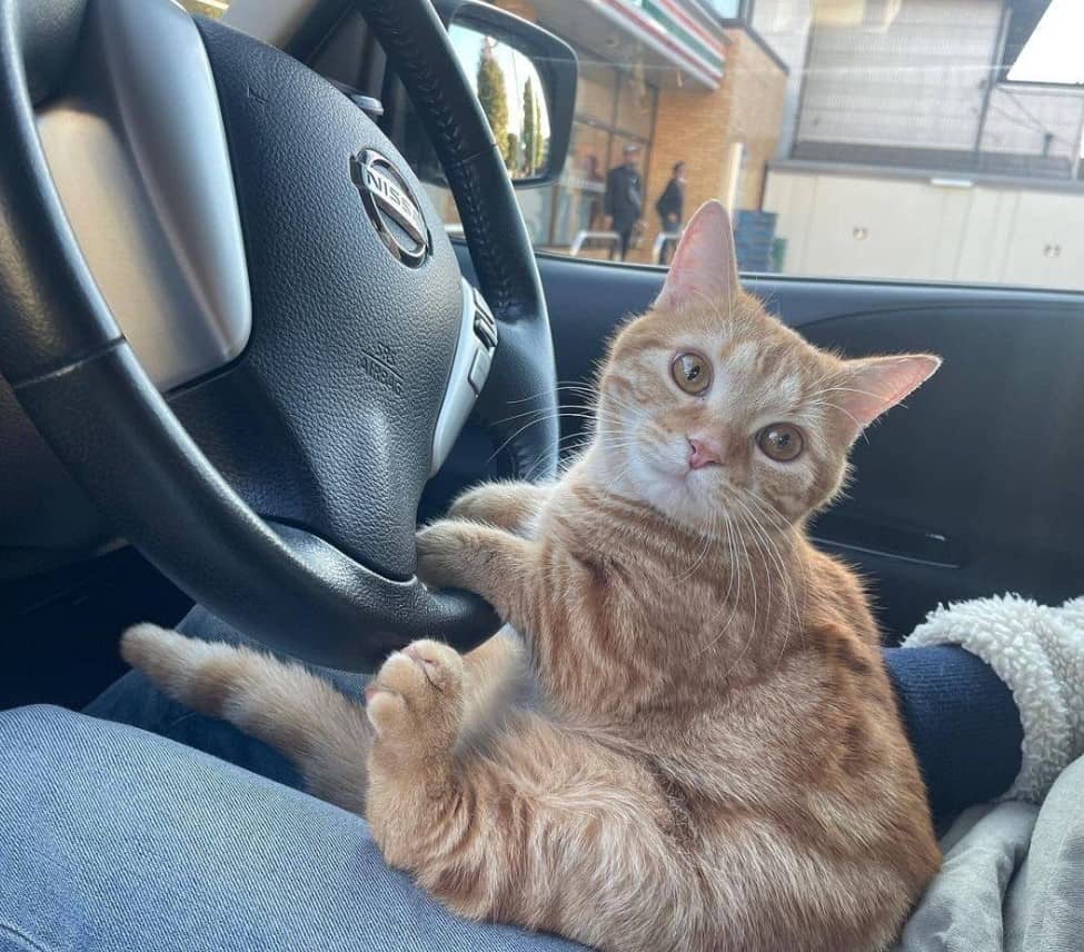 a cute cat is sitting behind the wheel