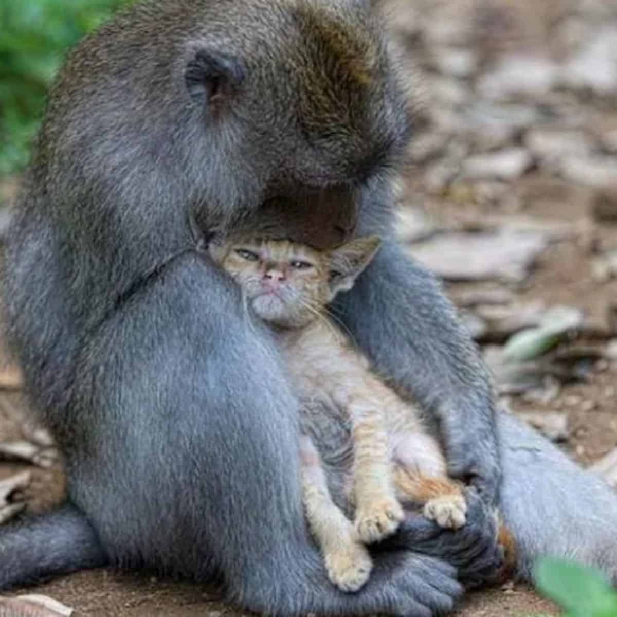 a kitten in the arms of a monkey
