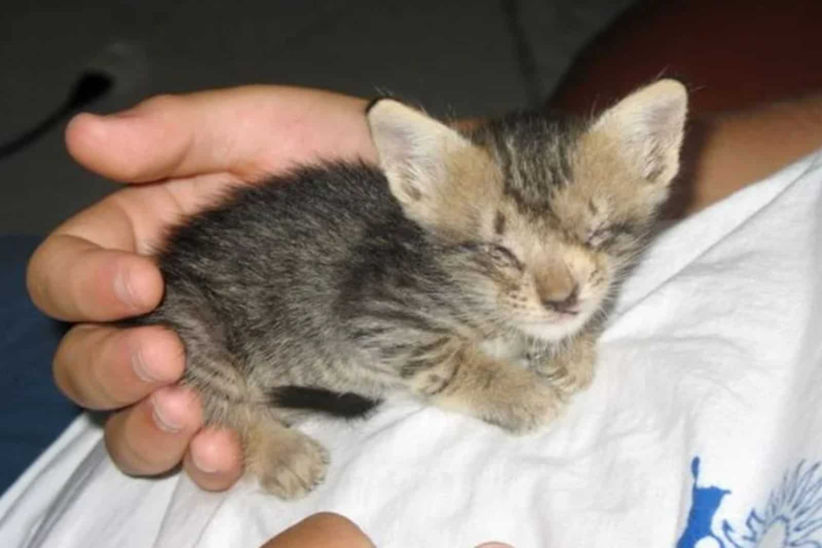 a man holds a rescued blind kitten in his hand