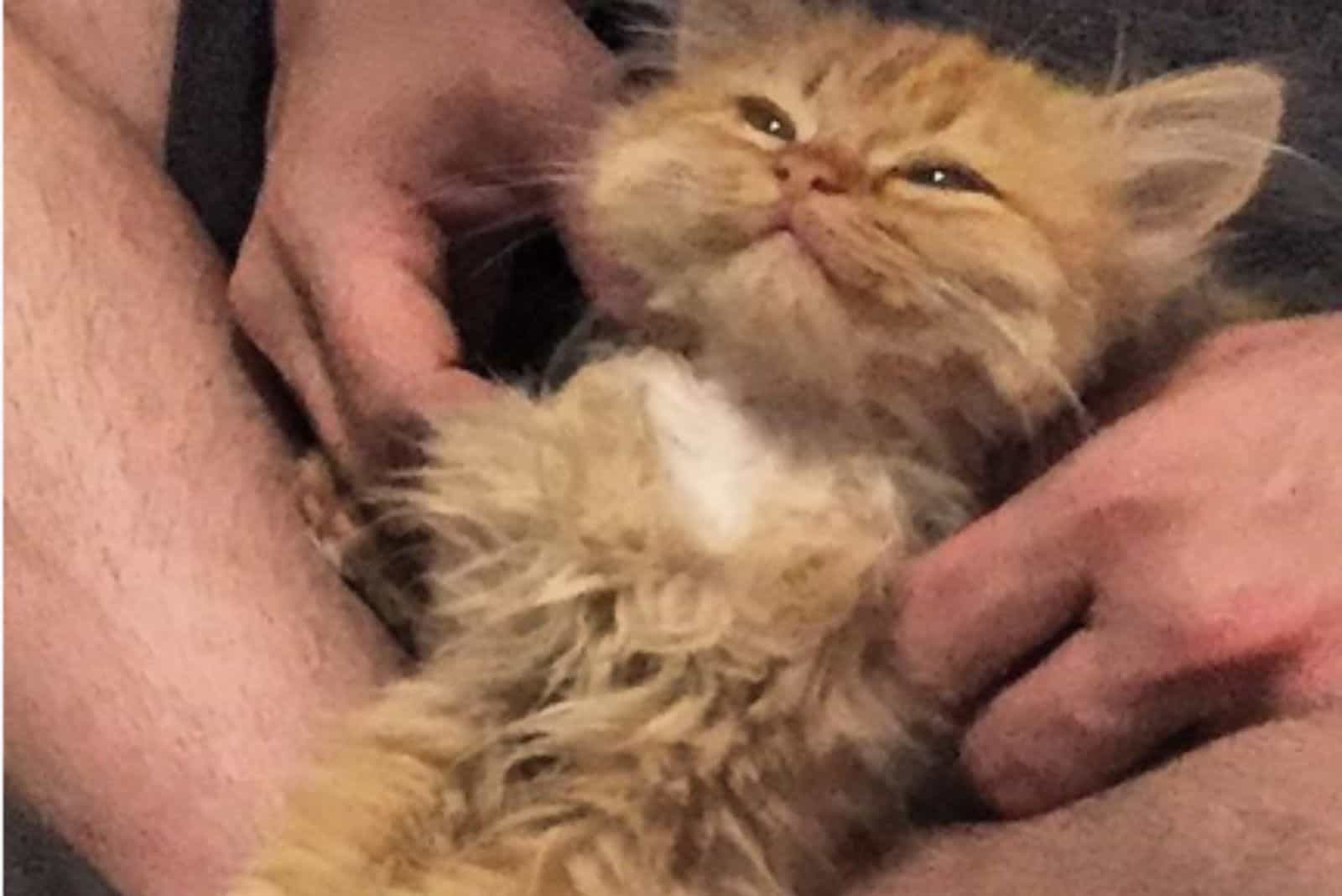 a man petting a foster cat