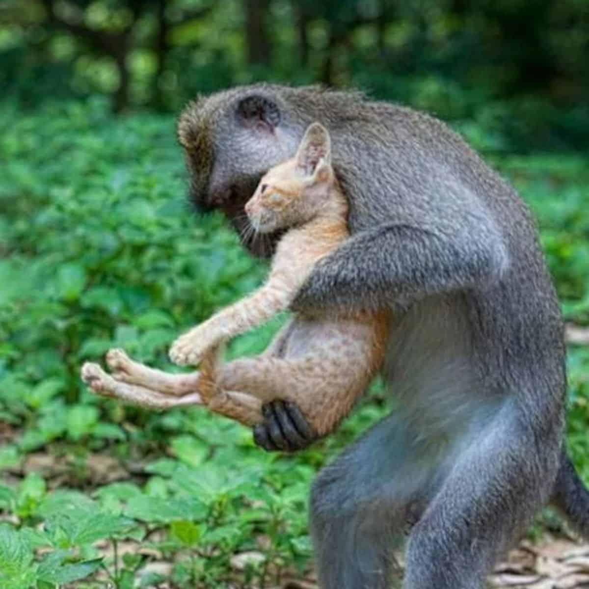 a monkey carries a kitten in his arms