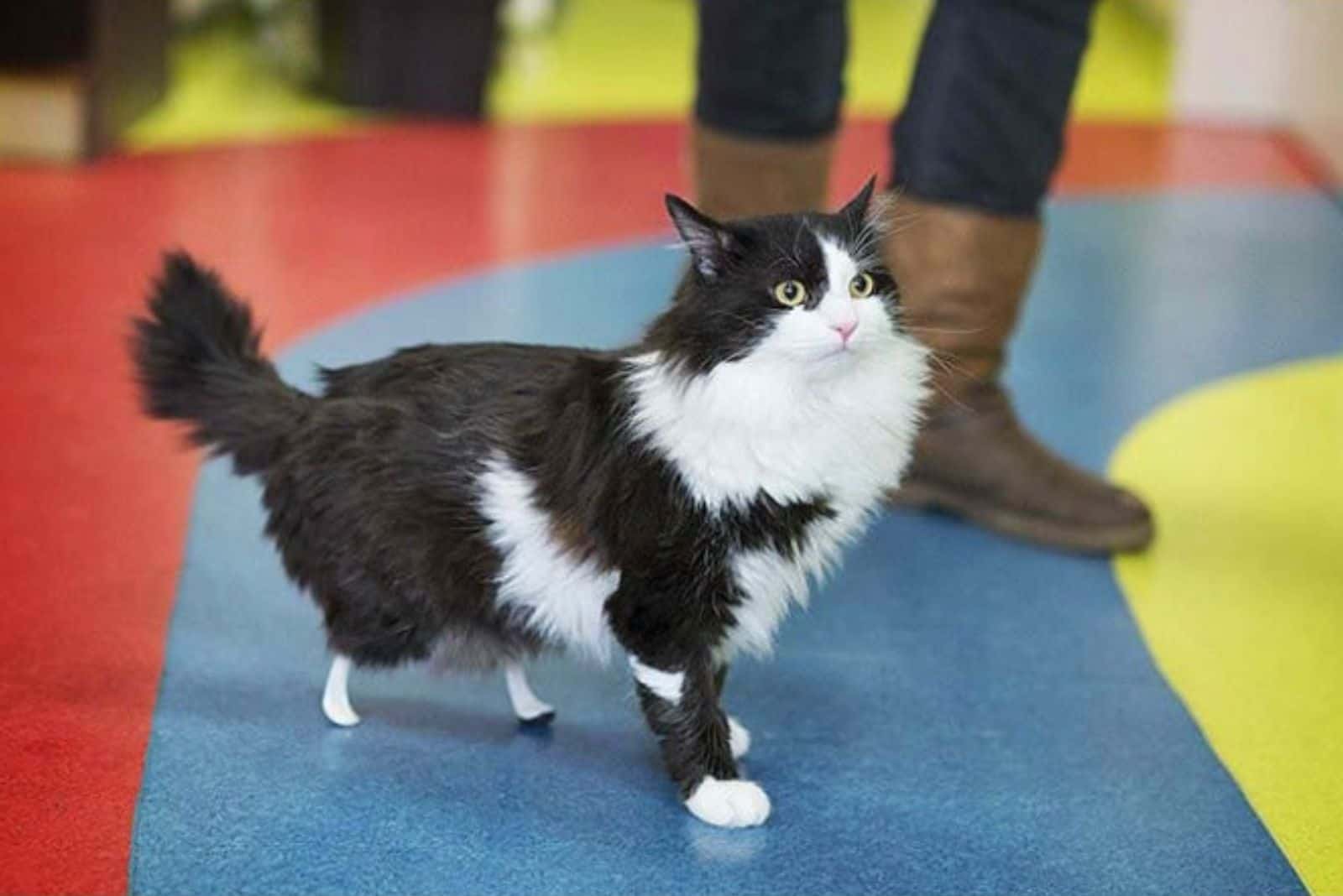 a rescued cat with helper paws walks next to its owner
