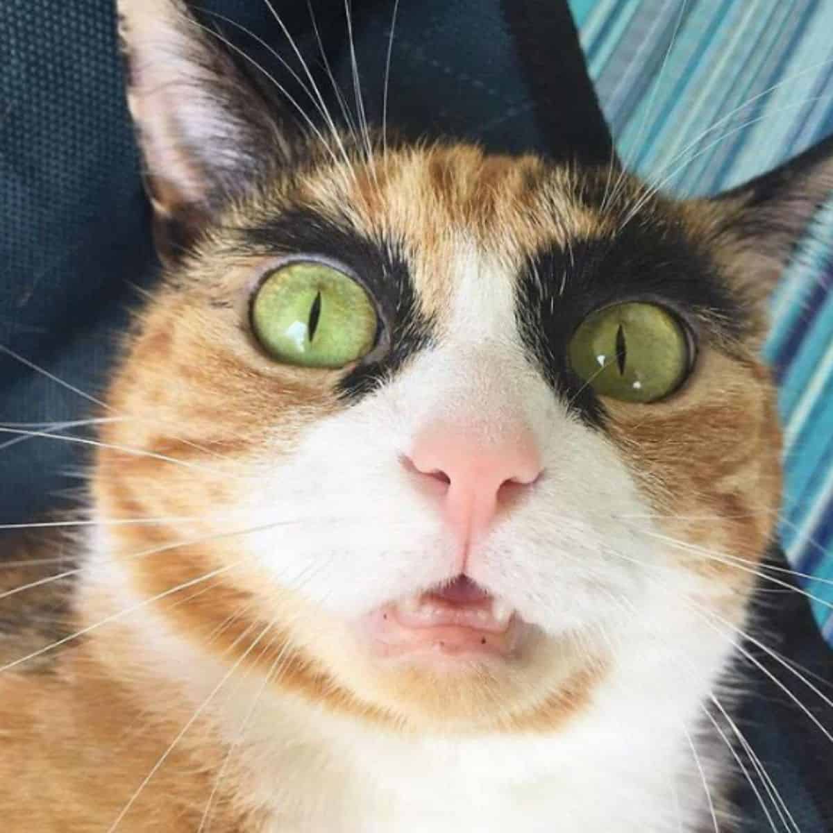 a surprised cat with the most unusual eyebrows looks at the camera