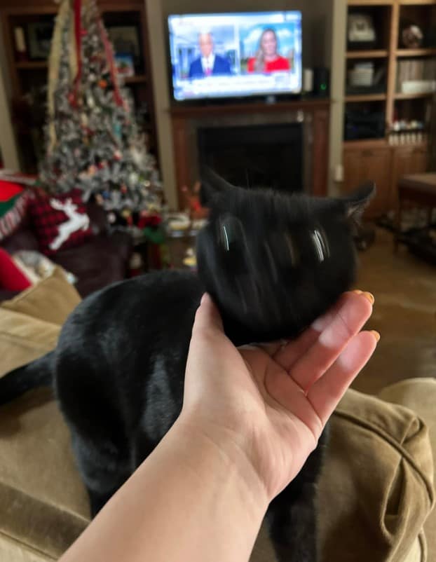 a woman caresses a black cat