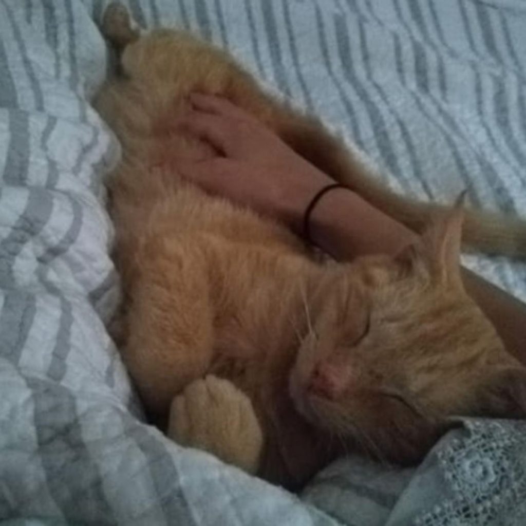a woman petting a cat while sleeping on the bed