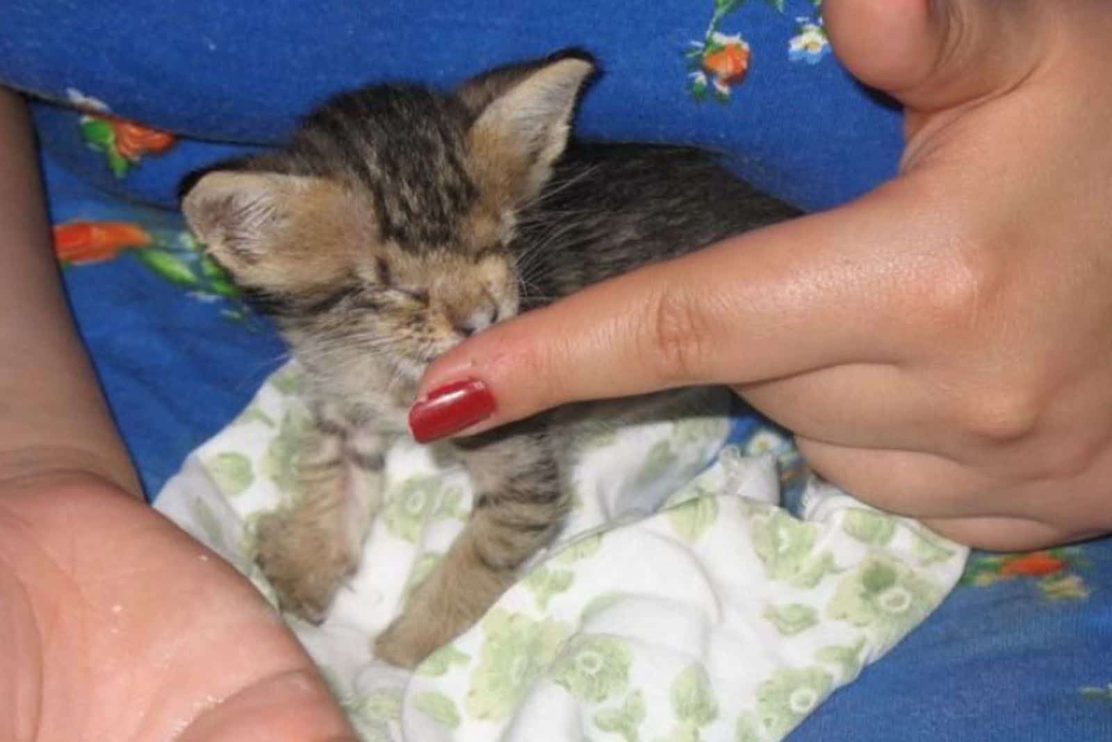 a woman strokes a blind kitten with her finger