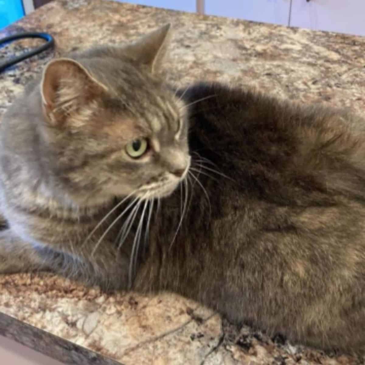 ashes, the cat who was found thanks to a microchip