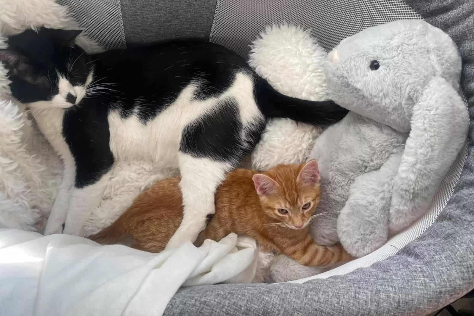 black and white cat with ginger cat