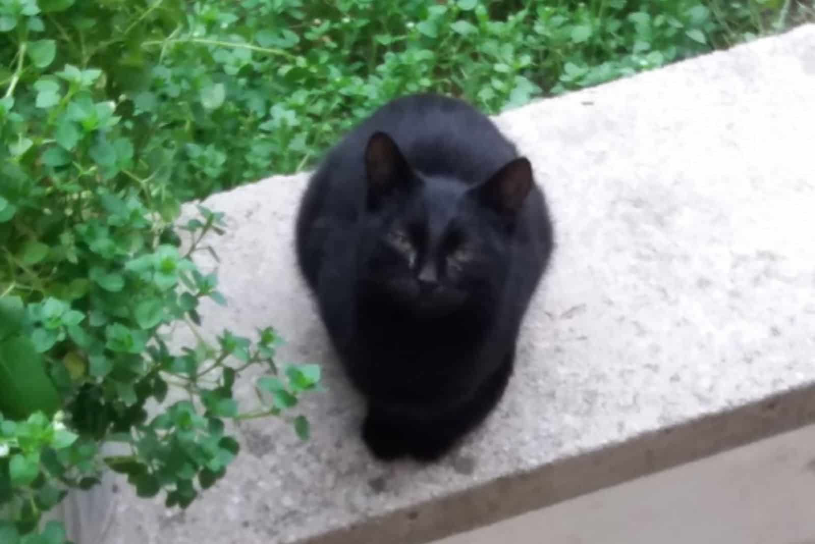 black cat outdoor