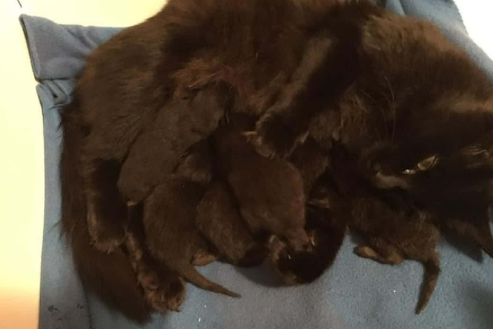 black kittens suckling their mother