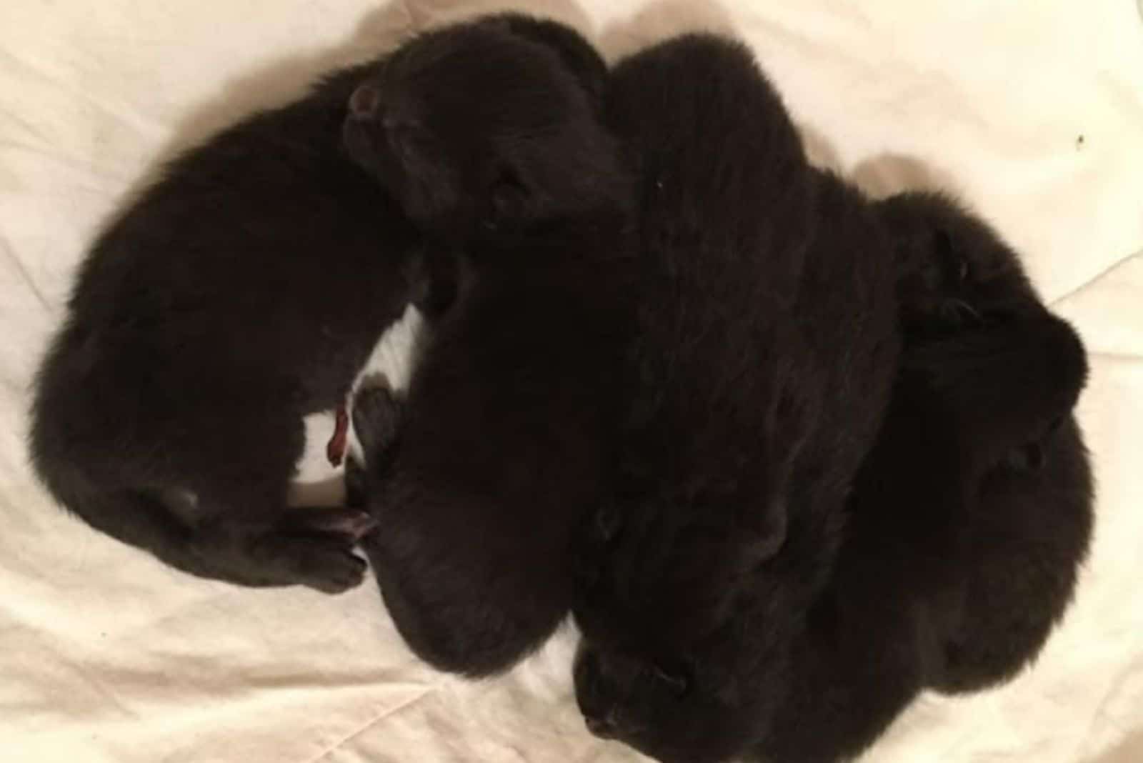 black kittens