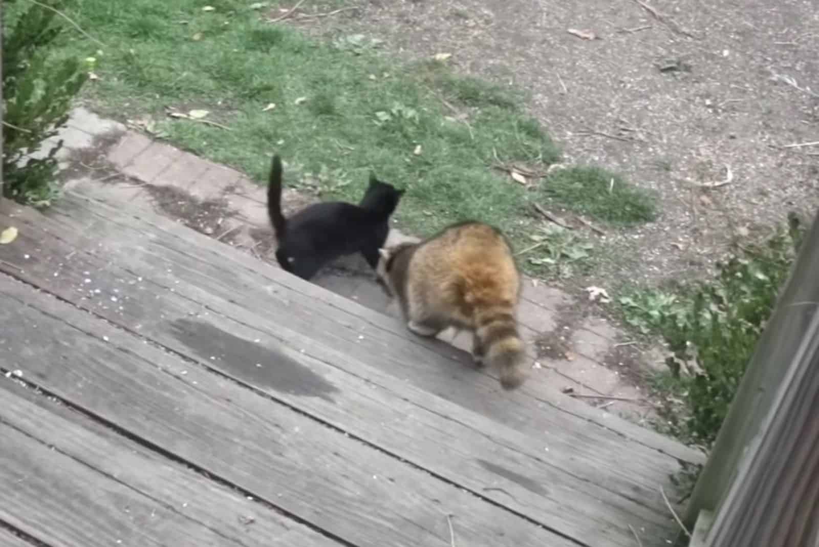 black stray kitten plays with raccoon