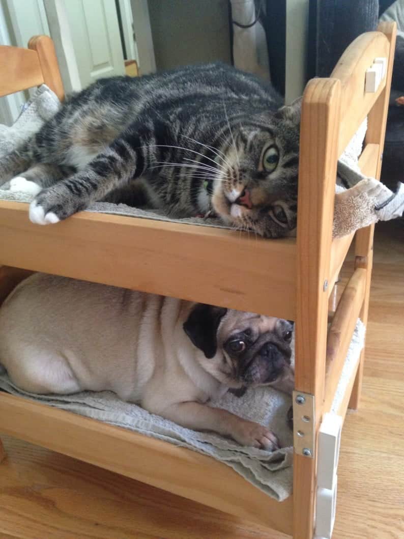 cat and a pug sharing a small doll bed