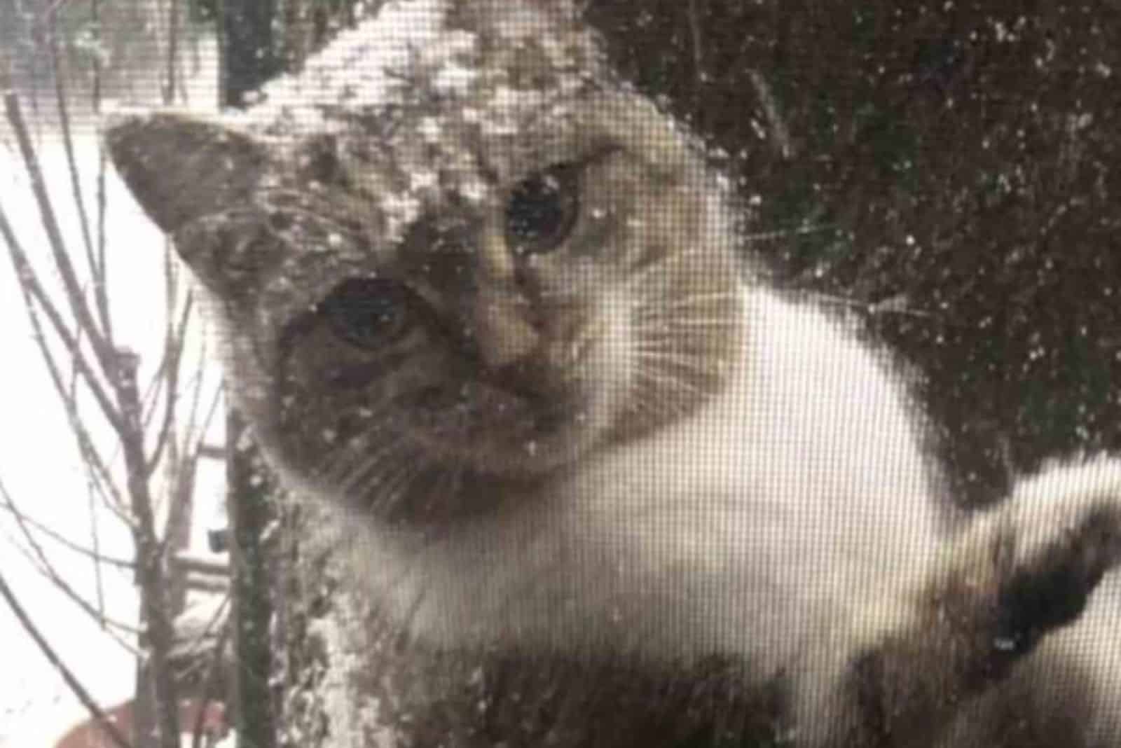 cat appears during snow