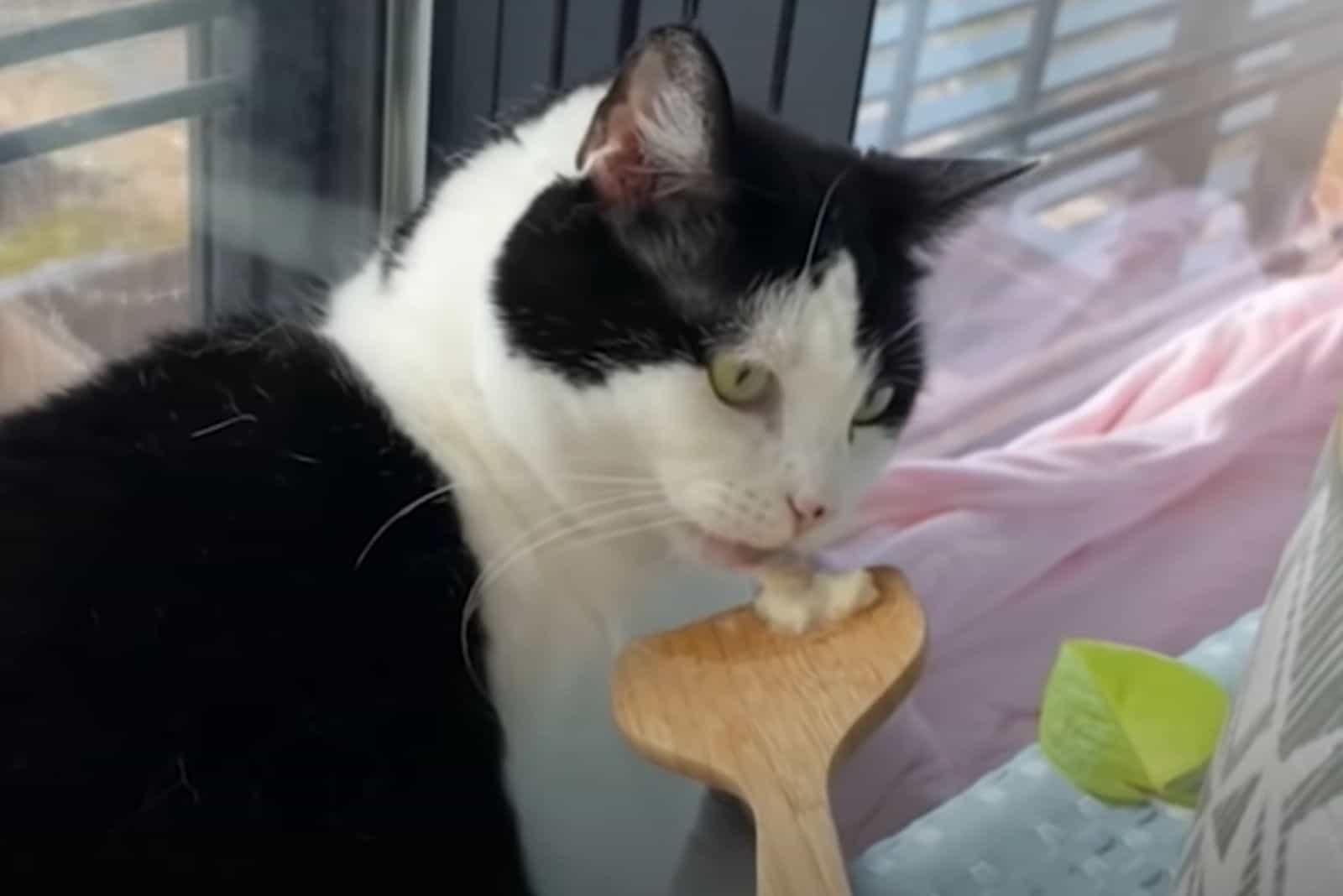 cat eating from a wooden spoon