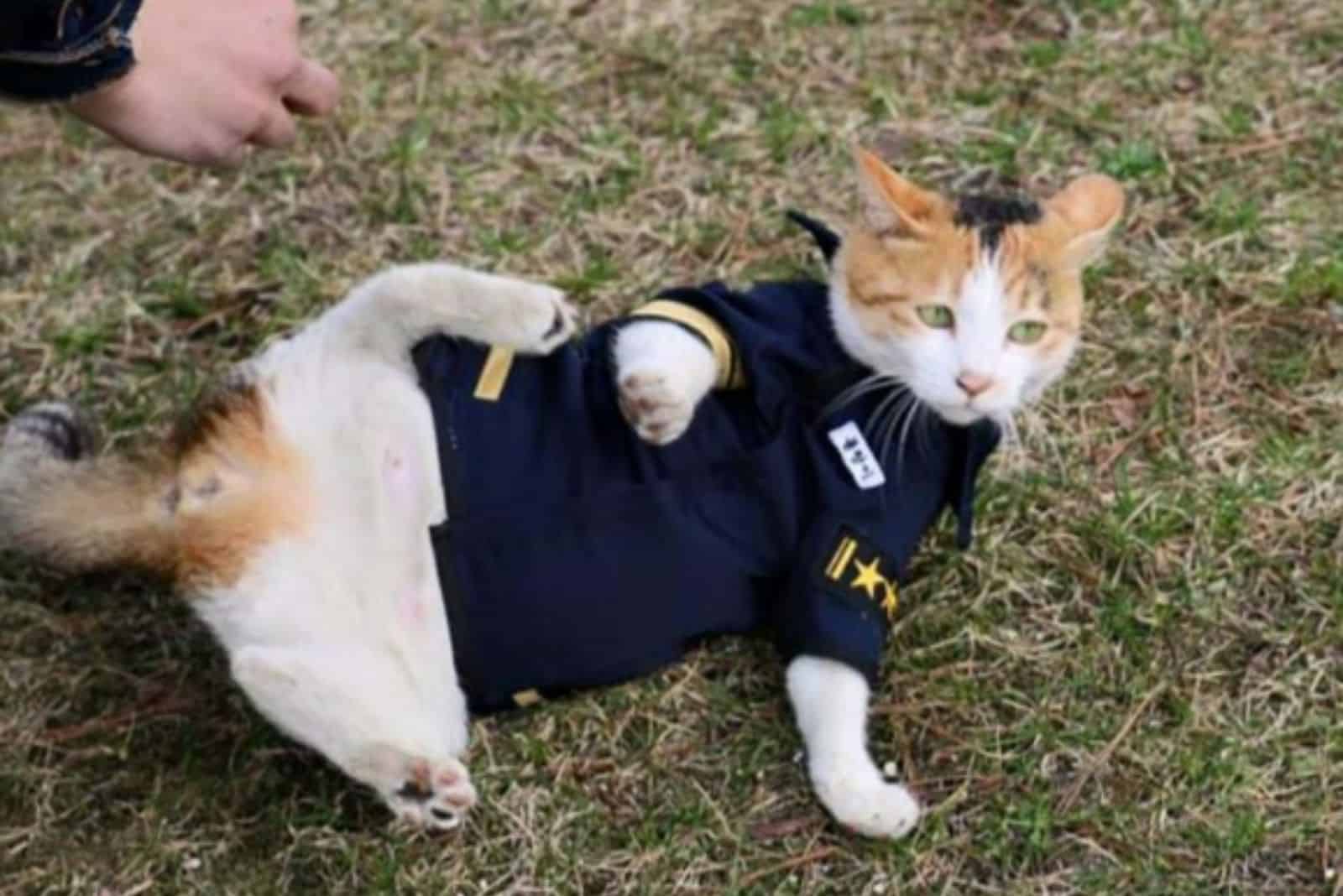 cat in a police suit