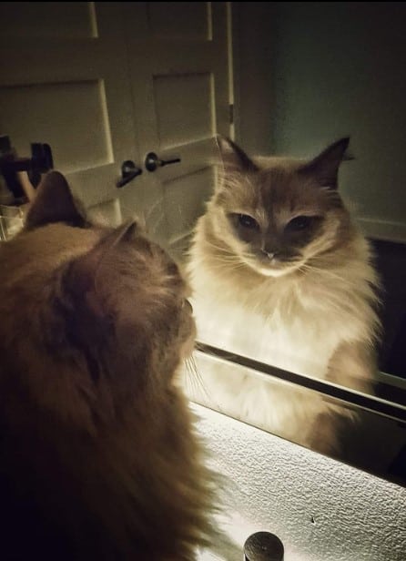 cat looking at mirror