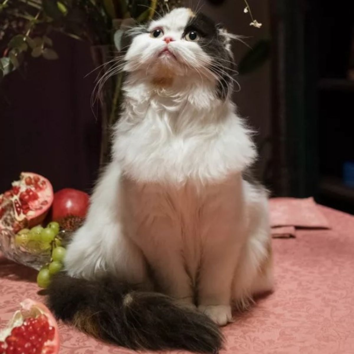 cat on table