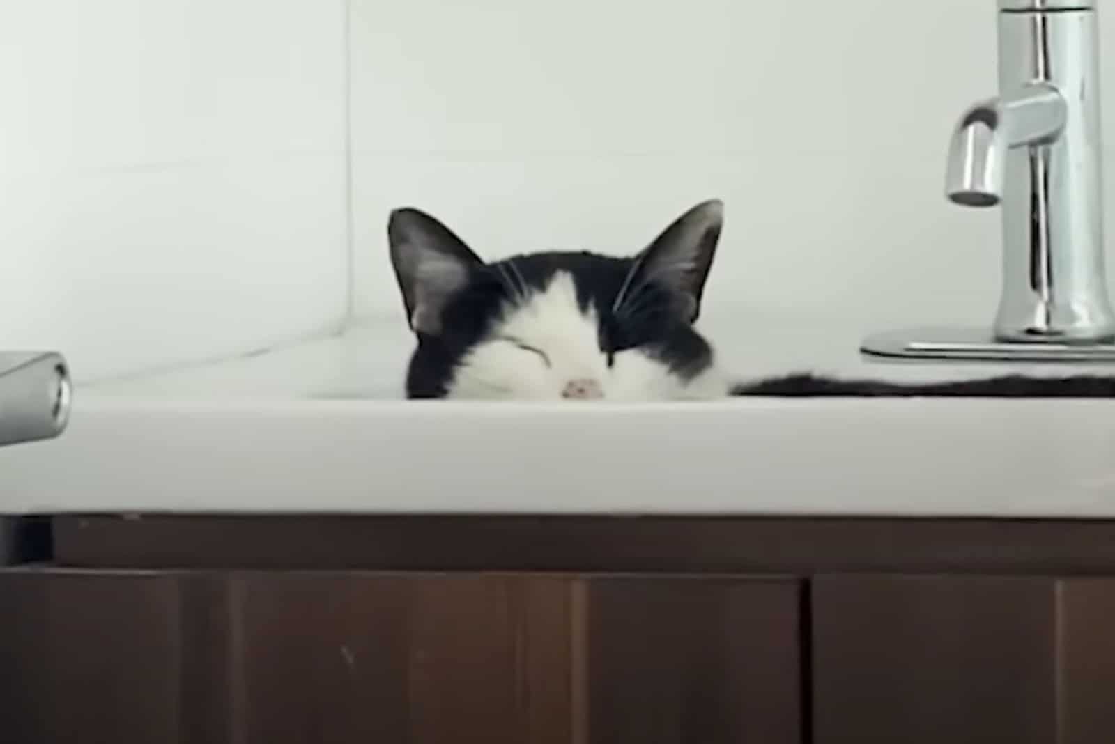 cat peeking from the sink